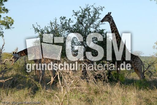 Giraffe (44 von 94).jpg